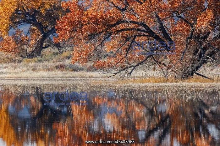 : Cottonwood tree reflecting on pond, Bosque del Apache : Cottonwood tree reflecting on pond, Bosque del Apache