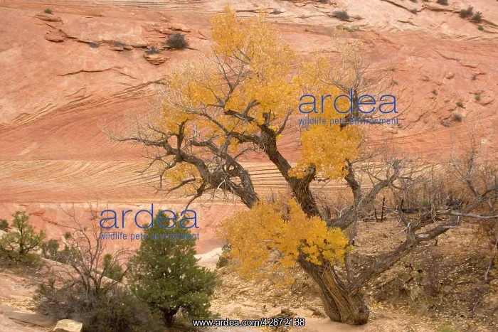 : Cottonwoods / poplars in autumn colour : Cottonwoods / poplars in autumn colour