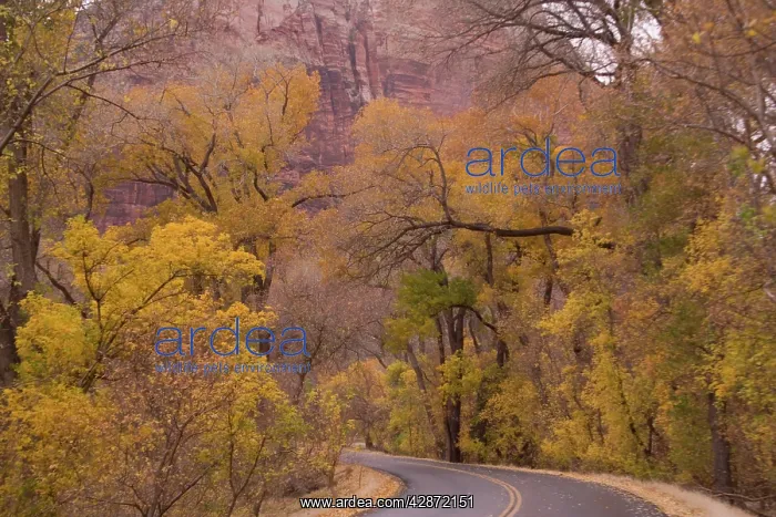 : Cottonwoods or poplars in autumn colour : Cottonwoods or poplars in autumn colour