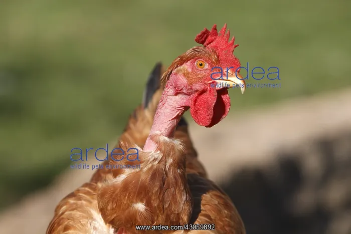 : Cou nu hen Franche-Comte France : Cou nu hen Franche-Comte France