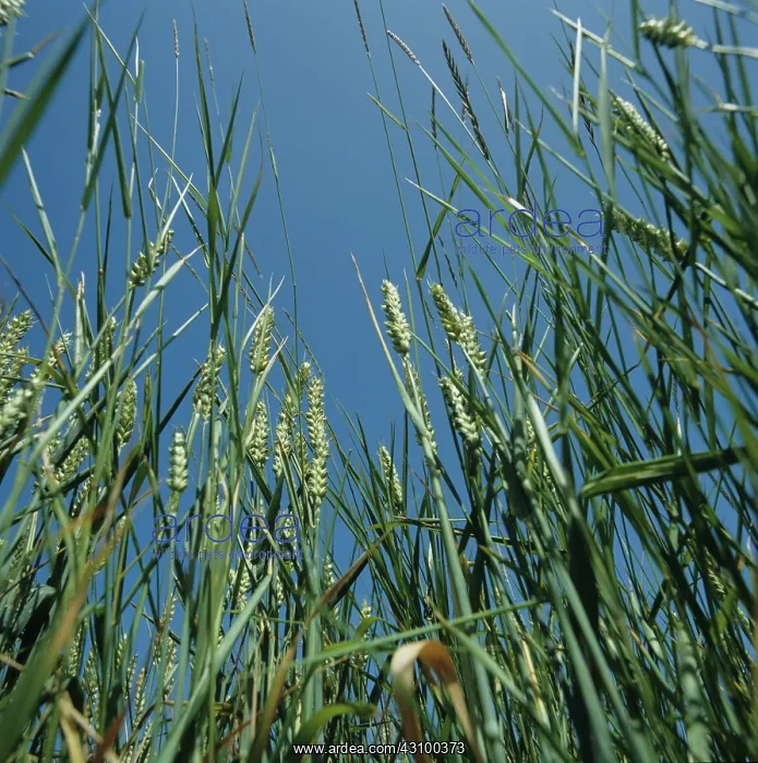 : Couch (Agropyron repens) in wheat crop : Couch (Agropyron repens) in wheat crop