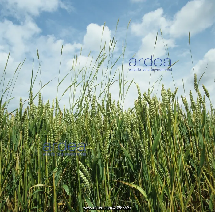 : Couch (Agropyron repens) in wheat crop : Couch (Agropyron repens) in wheat crop