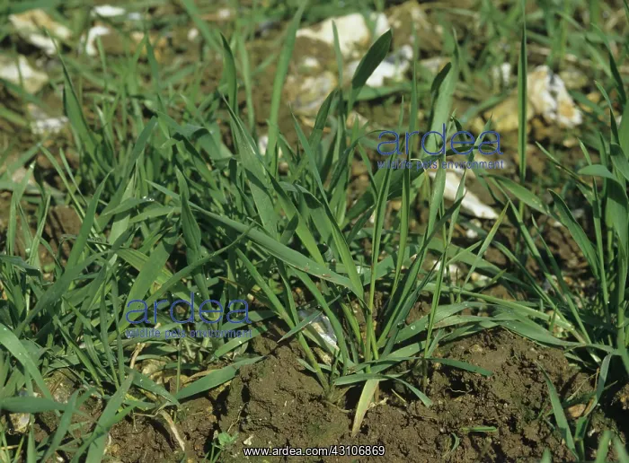 : Couch Grass (Agropyron repens) : Couch Grass (Agropyron repens)