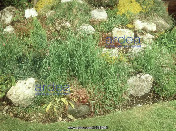 : Couch Grass Infestation : Couch Grass Infestation