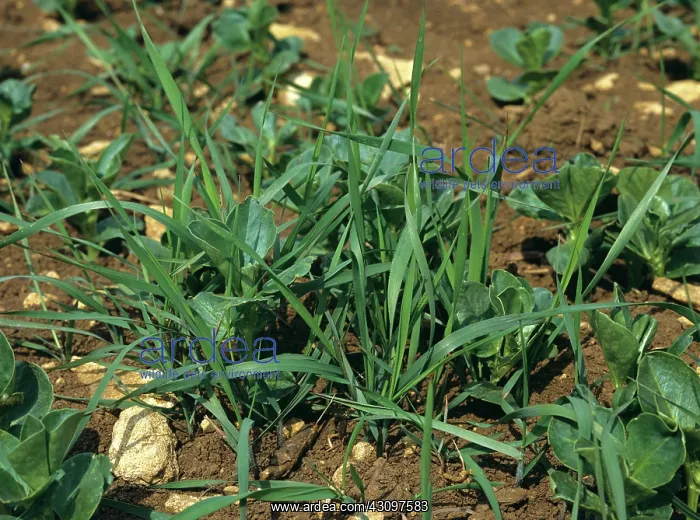 : Couch grass weed in crop of beans : Couch grass weed in crop of beans