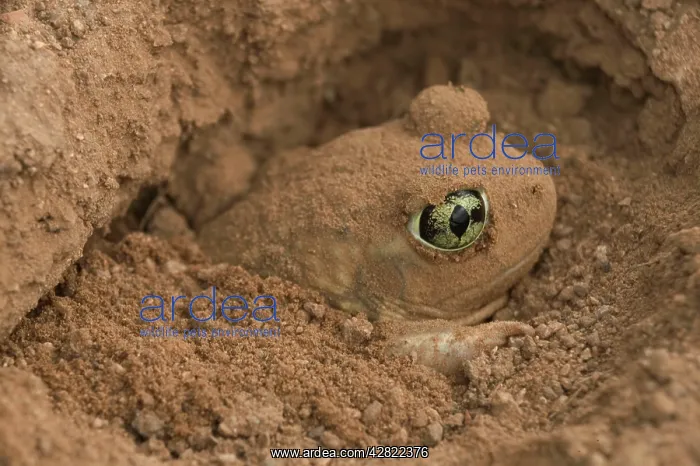 : Couch Spadefoot - Burrowing by backing into the : Couch Spadefoot - Burrowing by backing into the