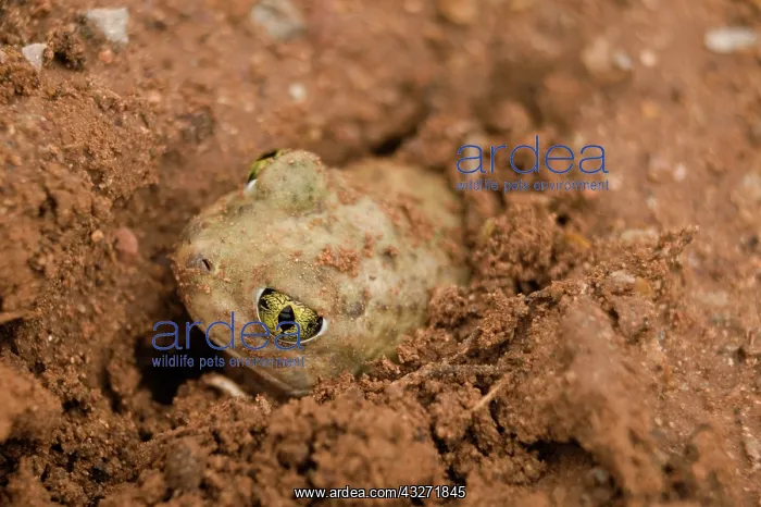 : Couch Spadefoot (Scaphiopus couchii) - Arizona - Burrowing : Couch Spadefoot (Scaphiopus couchii) - Arizona - Burrowing