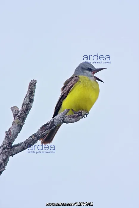 : Couche's Kingbird : Couche's Kingbird