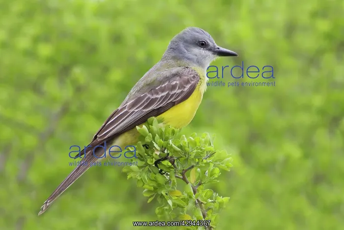 : Couche's Kingbird : Couche's Kingbird