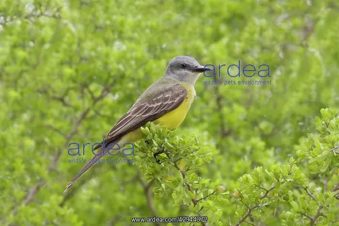 : Couche's Kingbird : Couche's Kingbird
