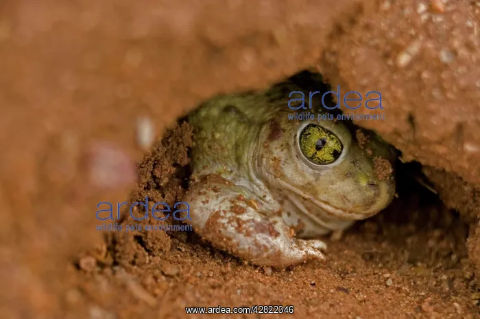 : CouchIs Spadefoot - Burrowing by backing into the : CouchIs Spadefoot - Burrowing by backing into the