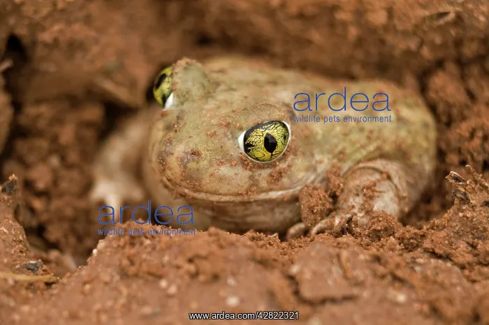 : CouchIs Spadefoot TOAD - Burrowing by backing into : CouchIs Spadefoot TOAD - Burrowing by backing into