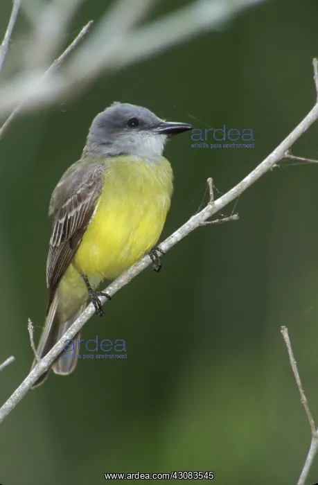 : Couch's Kingbird : Couch's Kingbird