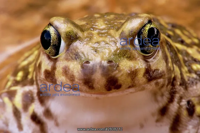 : Couch's Spadefoot - Close-up of face : Couch's Spadefoot - Close-up of face