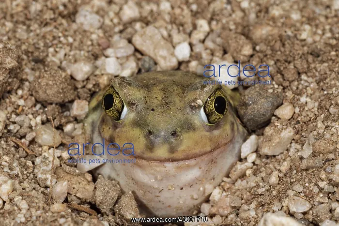: Couch's Spadefoot - controlled conditions : Couch's Spadefoot - controlled conditions