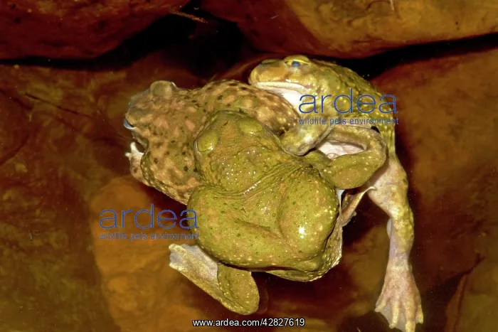 : Couch's Spadefoot - Males competing to mate with : Couch's Spadefoot - Males competing to mate with