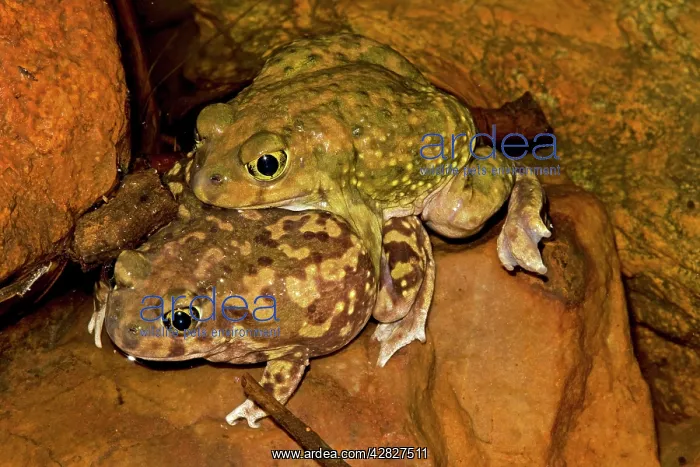 : Couch's Spadefoot - Pair in amplexus : Couch's Spadefoot - Pair in amplexus