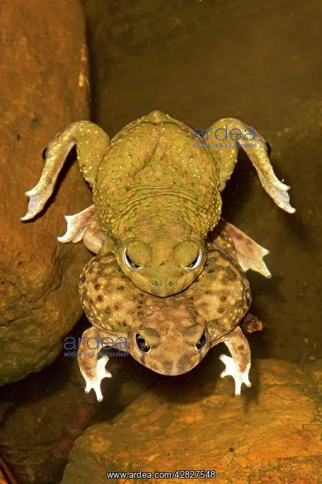 : Couch's Spadefoot - Pair in amplexus : Couch's Spadefoot - Pair in amplexus