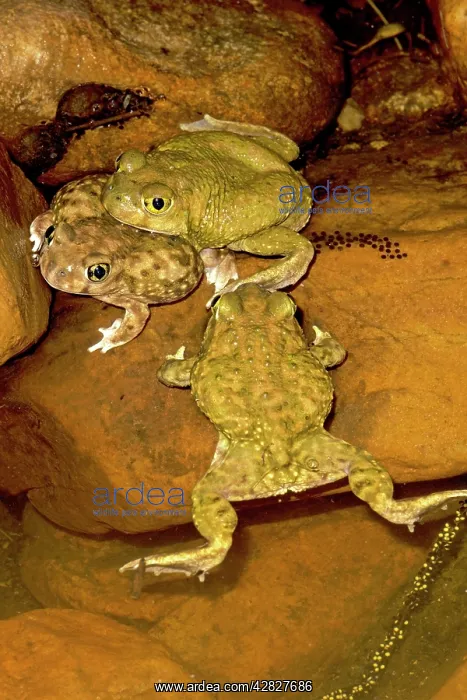 : Couch's Spadefoot - Pair in amplexus - Showing eggs laid : Couch's Spadefoot - Pair in amplexus - Showing eggs laid