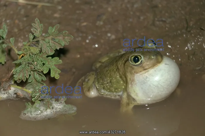 : Couchs Spadefoot-Scaphiopus couchii-male calling to attract : Couchs Spadefoot-Scaphiopus couchii-male calling to attract