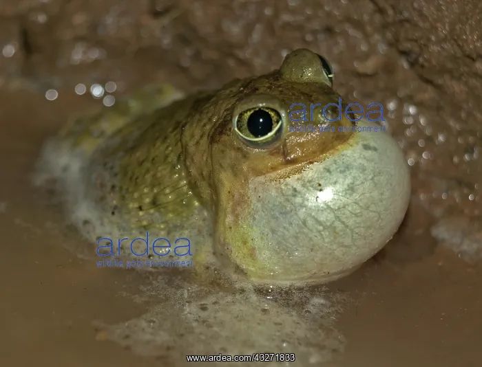 : Couchs Spadefoot-Scaphiopus couchii-male calling to attract : Couchs Spadefoot-Scaphiopus couchii-male calling to attract