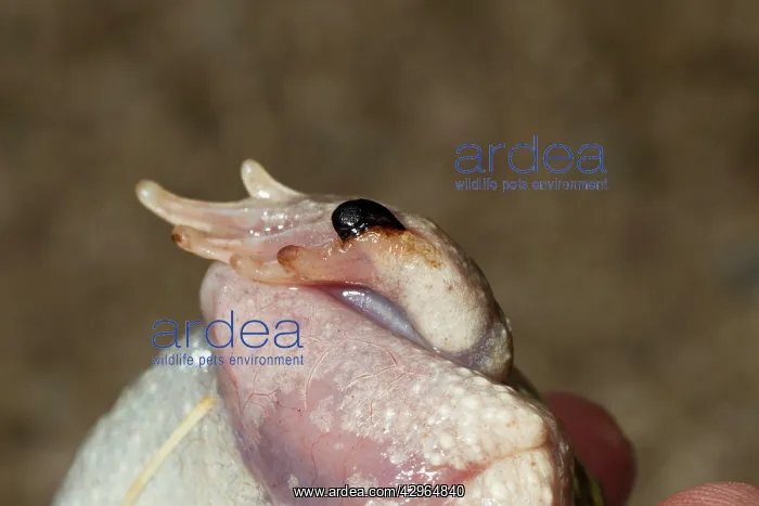: Couch's spadefoot - showing the spade on the : Couch's spadefoot - showing the spade on the