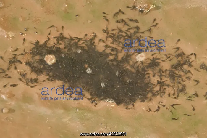 : Couch's Spadefoot - tadpoles in drying waterhole : Couch's Spadefoot - tadpoles in drying waterhole