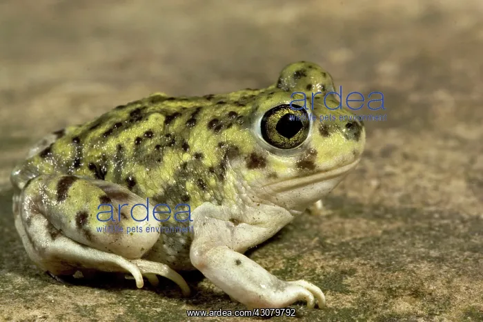  : Couch's Spadefoot Toad