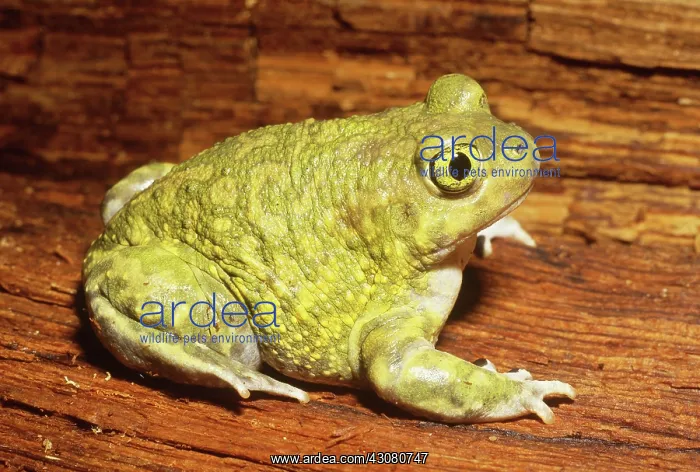 : Couch's Spadefoot Toad : Couch's Spadefoot Toad