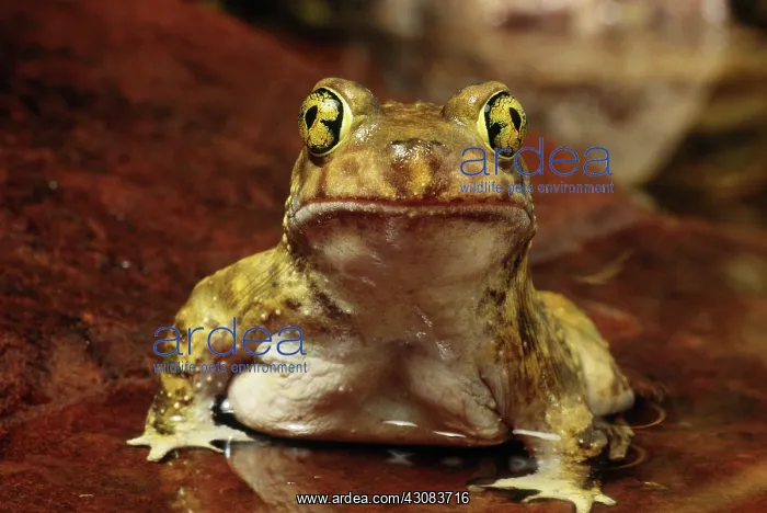 : Couch's Spadefoot Toad : Couch's Spadefoot Toad