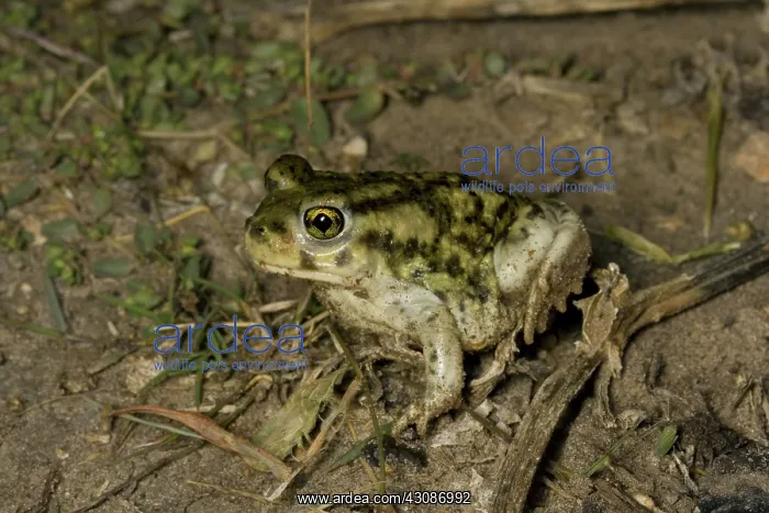 : Couch's Spadefoot Toad : Couch's Spadefoot Toad