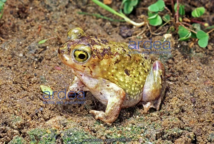 : Couch's Spadefoot Toad : Couch's Spadefoot Toad