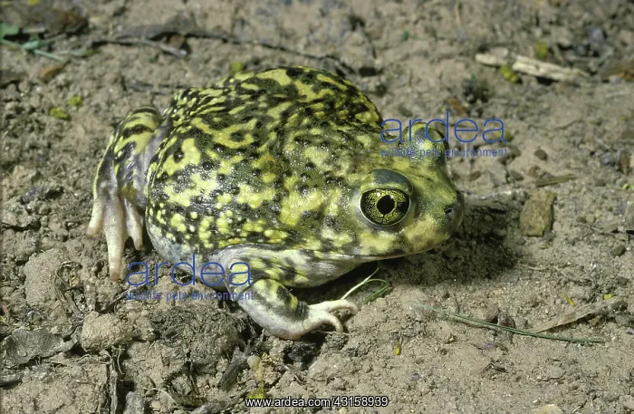 : Couch's Spadefoot Toad : Couch's Spadefoot Toad