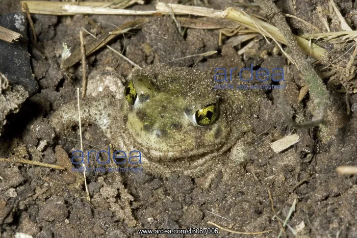 : Couch's Spadefoot Toad Burying Itself : Couch's Spadefoot Toad Burying Itself
