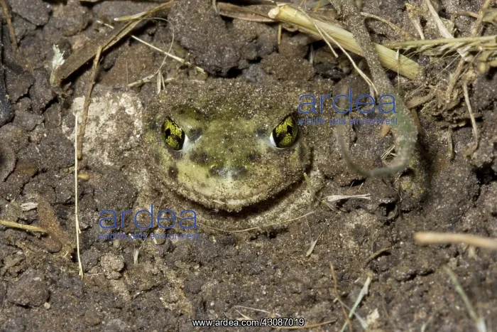 : Couch's Spadefoot Toad Burying Itself : Couch's Spadefoot Toad Burying Itself