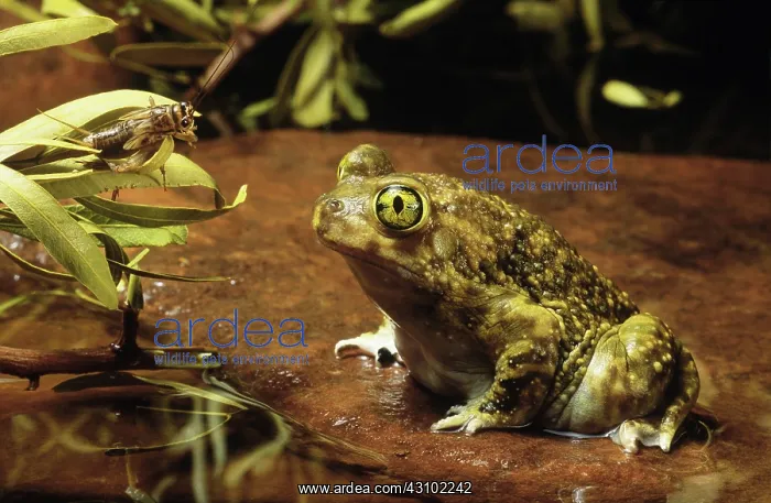 : Couch's Spadefoot Toad contemplating prey : Couch's Spadefoot Toad contemplating prey
