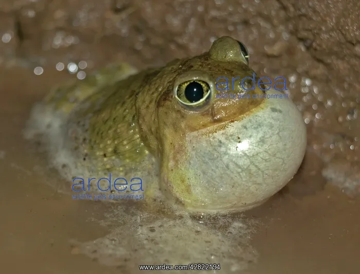 : Couch's Spadefoot TOAD - Male calling to attract female : Couch's Spadefoot TOAD - Male calling to attract female