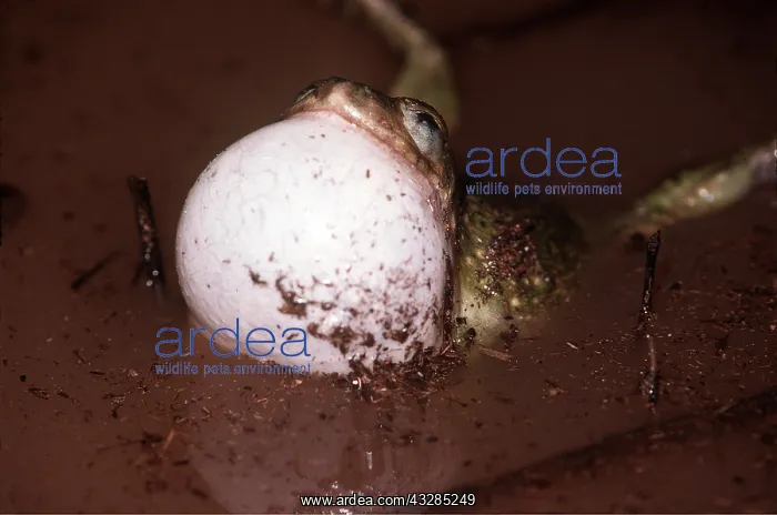 : Couch's Spadefoot Toad - in mud : Couch's Spadefoot Toad - in mud