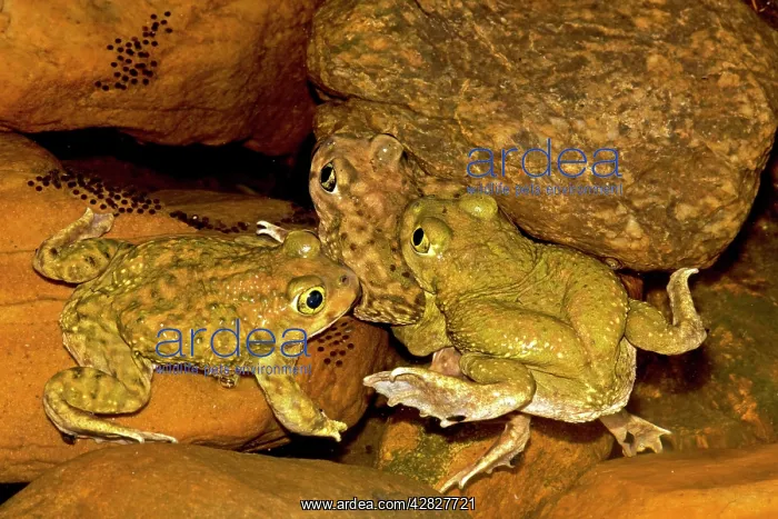 : Couch's Spadefoots - Males competing to mate with one female : Couch's Spadefoots - Males competing to mate with one female