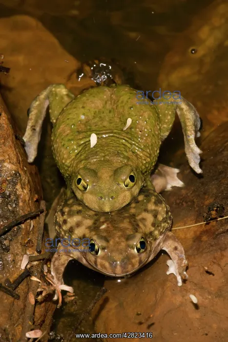 : Couch's Spadefoots - Mating : Couch's Spadefoots - Mating