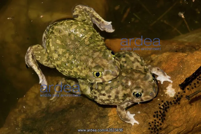 : Couch's Spadefoots - Mating : Couch's Spadefoots - Mating