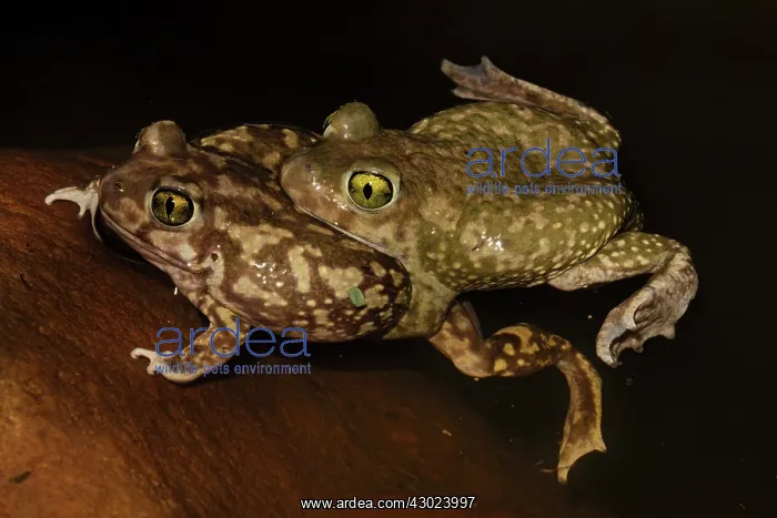 : couch's spadefoots, Scaphiopus couchi, pair in amplexus : couch's spadefoots, Scaphiopus couchi, pair in amplexus