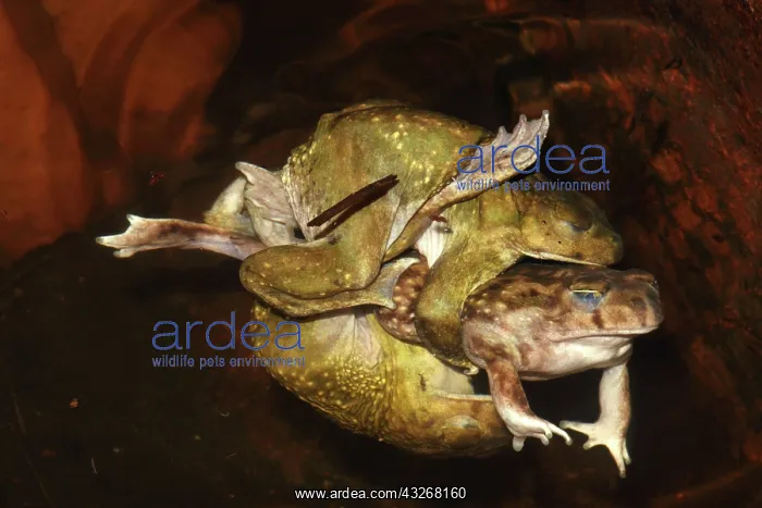 : Couch's Spadefoots (Scaphiopus couchii) - Males : Couch's Spadefoots (Scaphiopus couchii) - Males
