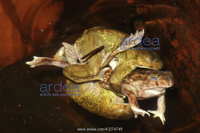  : Couchs Spadefoots-Scaphiopus couchii - Males competing to m