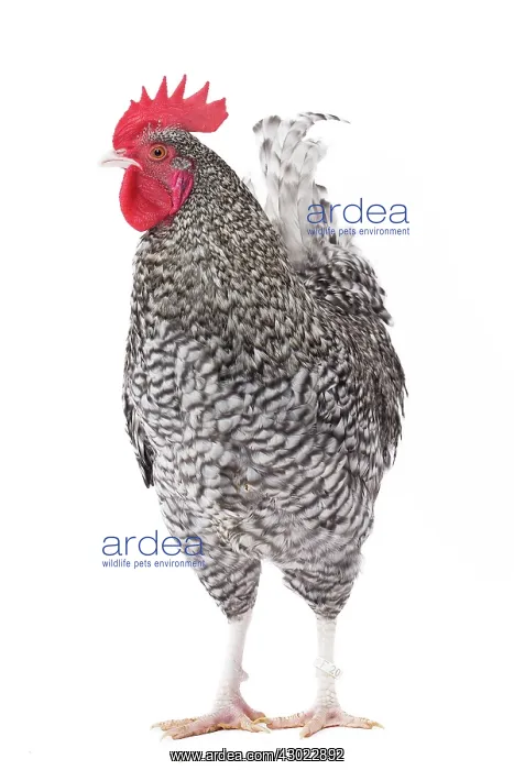  : Coucou des Flandres Chicken Cockerel  /  Rooster