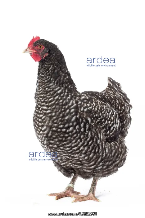  : Coucou des Flandres Chicken Hen