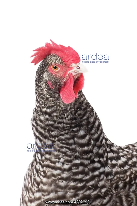  : Coucou des Flandres Chicken Hen