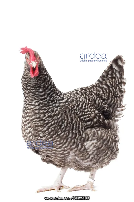  : Coucou des Flandres Chicken Hen