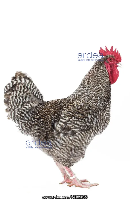  : Coucou de Rennes Chicken Cockerel  /  Rooster