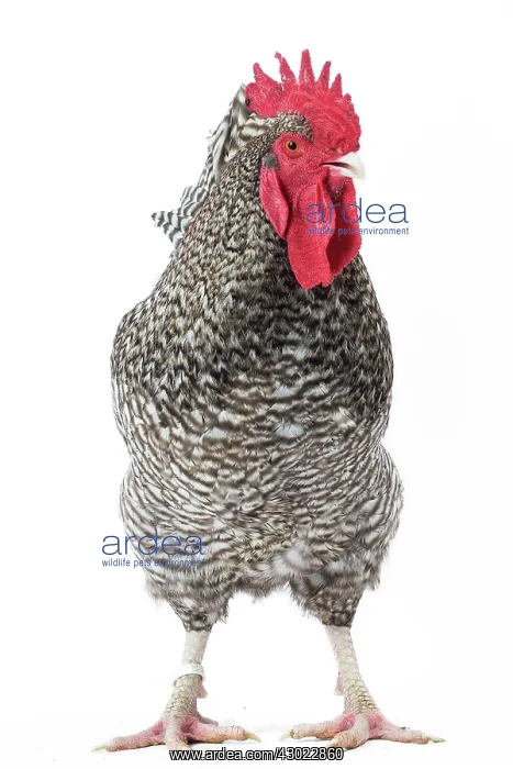  : Coucou de Rennes Chicken Cockerel  /  Rooster